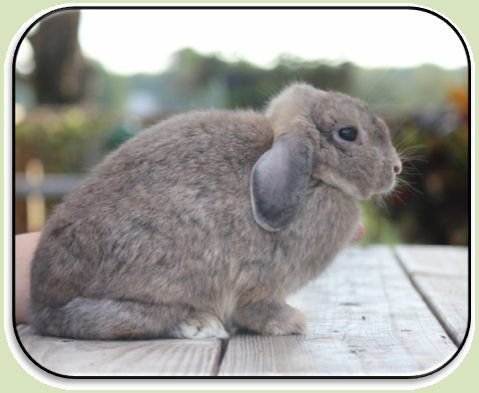 Helena